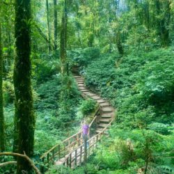 Doi Inthanon Nationalpark