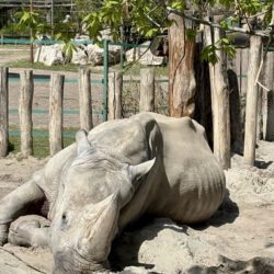 Budapester Zoo mit Kindern