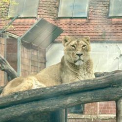 Budapester Zoo mit Kindern