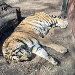 Budapester Zoo mit Kindern