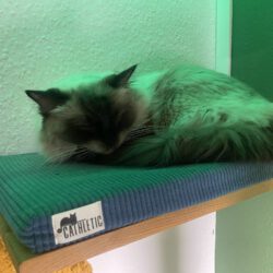 Katzenmuseum Budapest mit Kindern